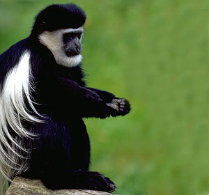 Preferences of browse offered to Colobus monkeys